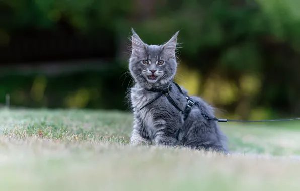 Кошка, трава, взгляд, котенок, серый, поляна, поводок, мордашка