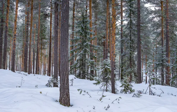 Картинка зима, лес, снег, деревья, природа, Норвегия, Hanestad, Рендален