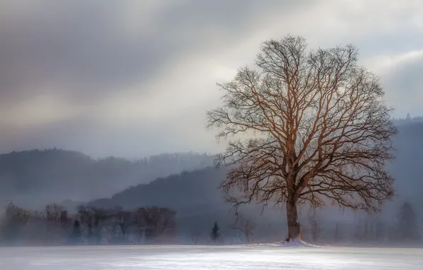 Winter, tree, fog, hills, freeze, branches, cold, mist