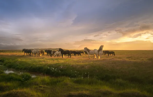 Картинка трава, облака, Солнце, лошади, grass, clouds, horses, Andrey Bazanov