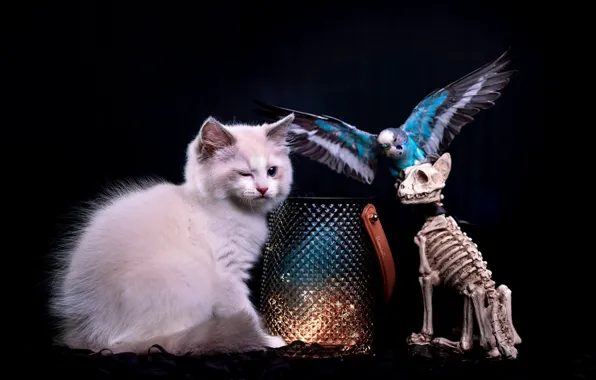 Кошка, взгляд, поза, темный фон, котенок, коробка, птица, попугай