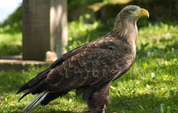 Солнечный свет, или сероватень (Haliaeetus albicilla, Орлан-белохвост, white-tailed sea eagle), внимательный взгляд, ремни на ногах