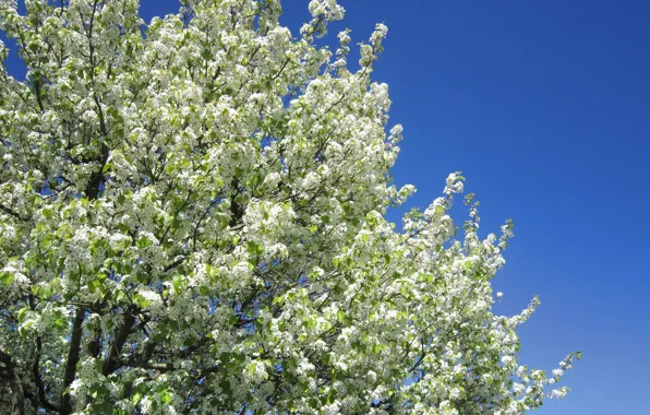 Картинка небо, дерево, весна, white, цветение, sky, blossom, tree