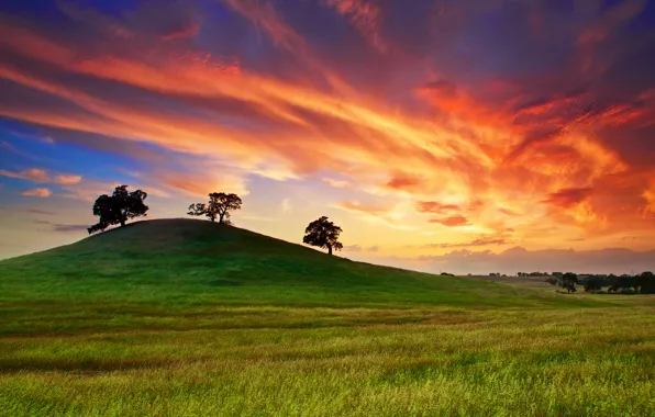 Картинка поле, небо, трава, облака, деревья, закат, весна, Калифорния