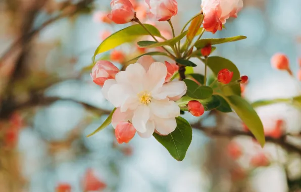 Картинка цветок, розовый, ветка, весна, яблоня, цветение, flower, pink