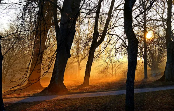 Свет, деревья, парк, утро