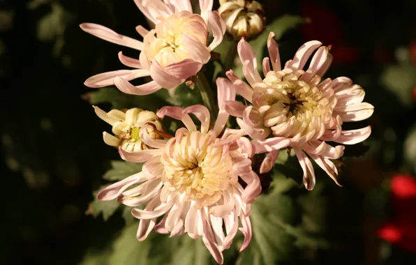 Pink, autumn, chrysanthemum, bunch, chrysanthemums