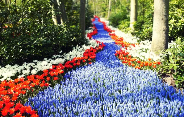 Картинка дорога, зелень, лес, солнце, цветы, тюльпаны, Голандия, тропинка