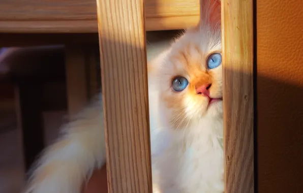 Кошка, кот, взгляд, свет, котенок, доски, мебель, портрет