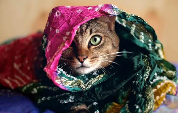 Кошка, кот, взгляд, морда, яркий, серый, фон, портрет