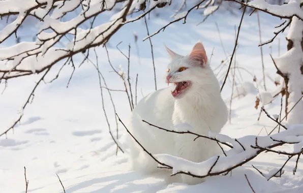 Зима, кошка, белый, кот, взгляд, свет, снег, ветки