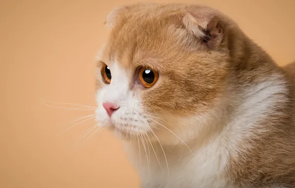 Кошка, кот, взгляд, поза, портрет, вислоухий, оранжевый фон, мордашка