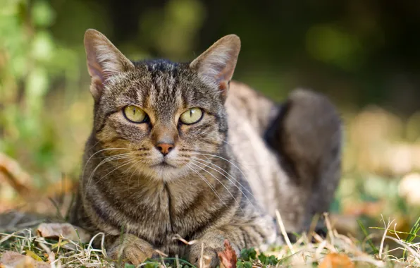 Взгляд, листья, котэ