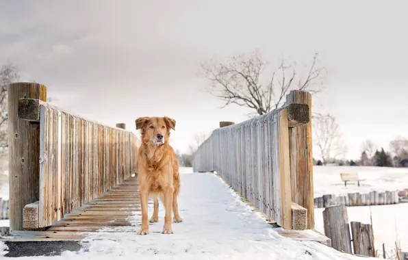 Картинка зима, снег, Gold, Silver, рыжая собака