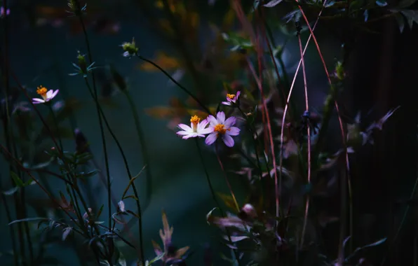 Цвет, Цветок, Растение, Растения, Flower, Flowers, Color, Flora