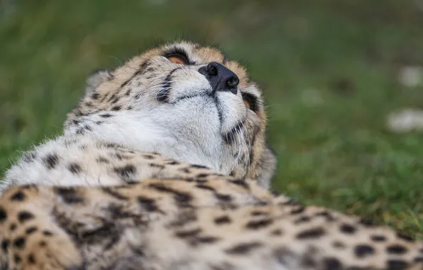 Кошка, морда, нос, гепард, ©Tambako The Jaguar