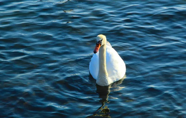 Swan, bird, water