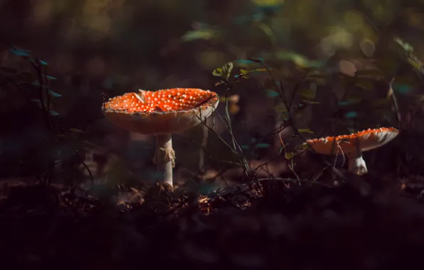 Лес, лето, грибы, мухоморы
