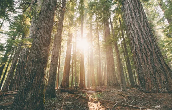 Лес, деревья, рассвет, сосны, Oregon, Hamaker Woods