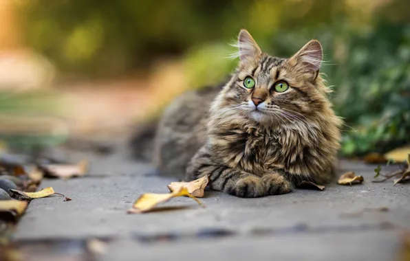Картинка осень, кошка, кот, взгляд, морда, листья, растительность, плитка
