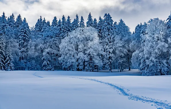 Картинка зима, лес, снег, деревья, Швейцария, сугробы, тропинка, Switzerland