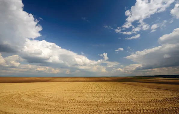 Картинка пшеница, поле, небо, облака, Сербия