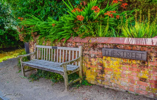 Nature, Flowers, Strada, Lindsey, Bench, The Street, Sorin Ochea Photohraphy, Flori