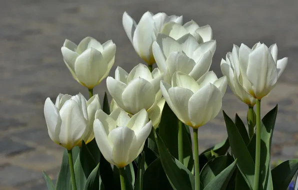 Весна, тюльпаны, white, белые, spring, Tulips