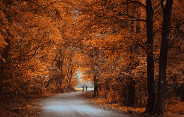 Картинка дорога, осень, лес, пейзаж, природа