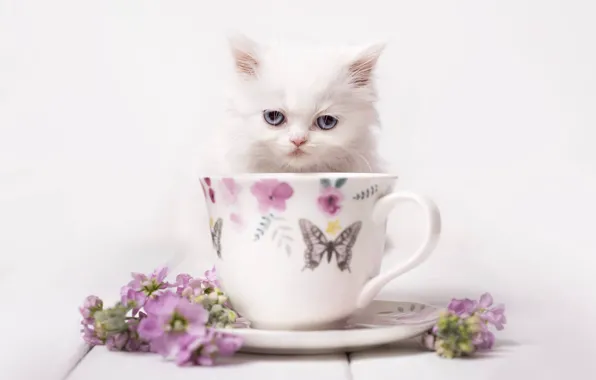 Взгляд, цветы, фон, мордочка, кружка, котёнок, белый котенок