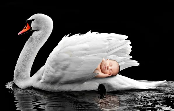 Swan, nature, bird, lake, feather, swim, waters, animal world