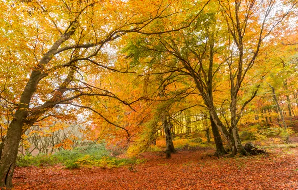 Картинка осень, листья, деревья, мост, парк, forest, nature, yellow