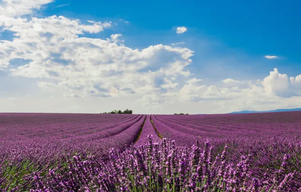 Картинка поле, цветы, цветение, field, blossom, flowers, лаванда, purple