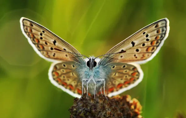 Картинка фон, бабочка, растение, крылья, лапки, усики