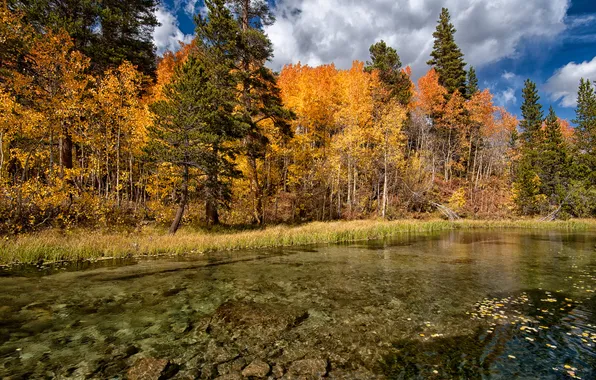 Картинка осень, лес, деревья, озеро, дно