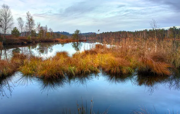 Картинка осень, трава, вода, гладь, отражение, болото, сухая