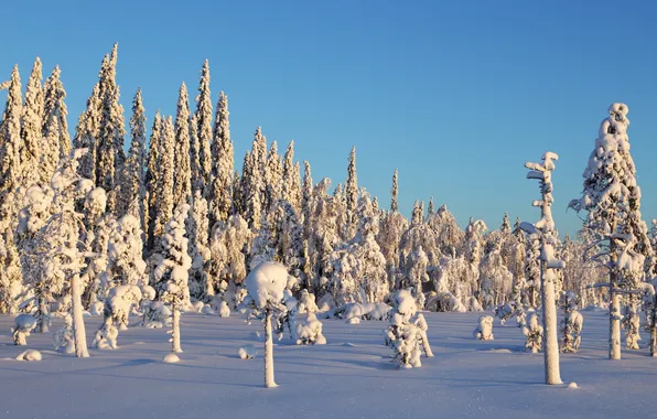 Зима, снег, деревья