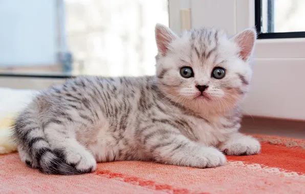Кошка, взгляд, поза, котенок, серый, комната, малыш, лежит