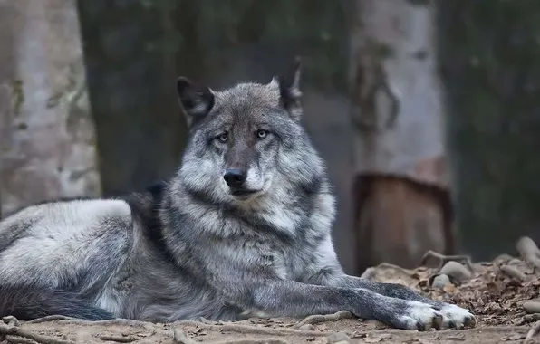 Nature, snow, predator, face, animal, wolf, wildlife, portrait