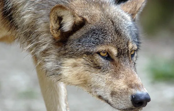 Nature, predator, animal, wolf, wildlife, portrait, portrait., Canis lupus. face