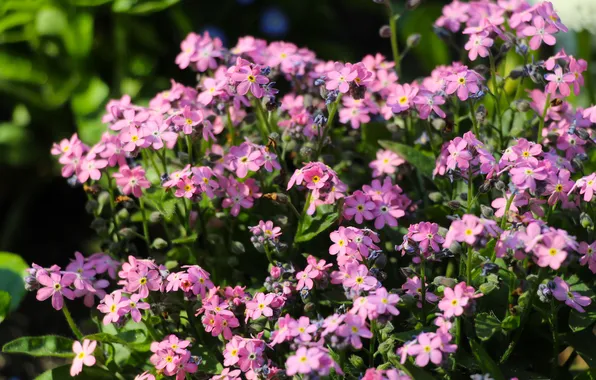 Pink, garden, spring, blooming