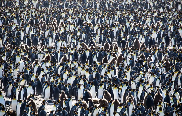Природа, фон, пингвины, South Georgia and the South Sandwich Islands