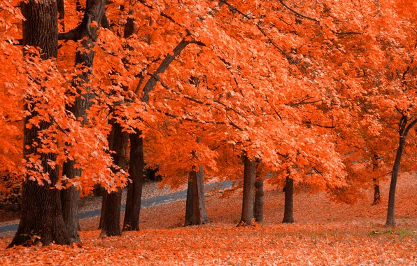 Картинка осень, листья, парк, оранж, Fresh Squeezed