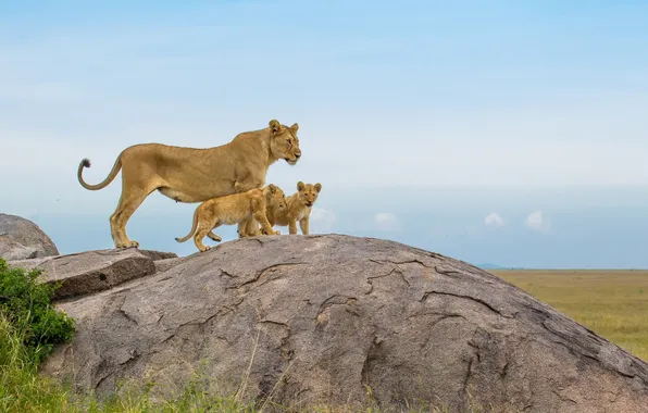 Картинка Africa, Lions, big cats