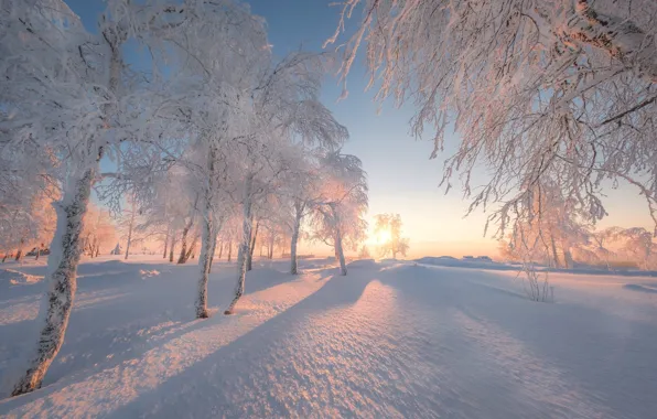 Зима, снег, деревья, рассвет, утро, Россия, Пермский край, Белая гора
