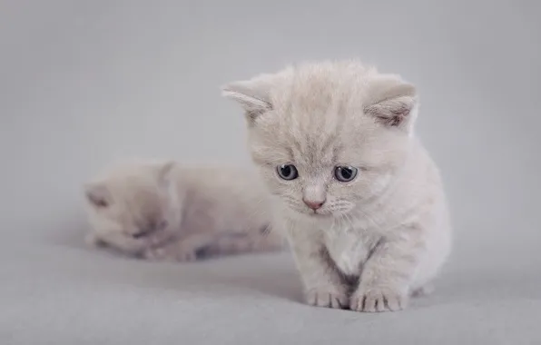 Кошка, котенок, серый, фон, малыш, котята, мордашка, фотосессия