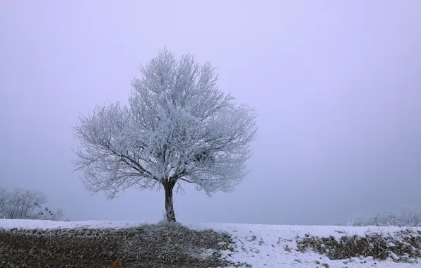 Иней, поле, снег, дерево
