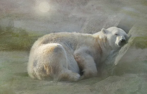 Картинка белый, снег, отдых, сон, текстура, медведь, полярный