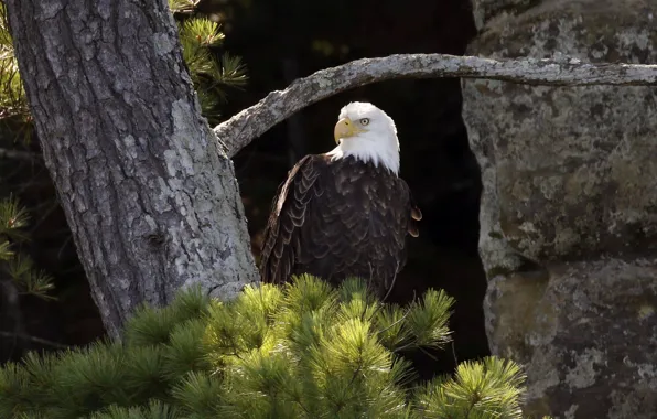 Looking, bald eagle, hunting