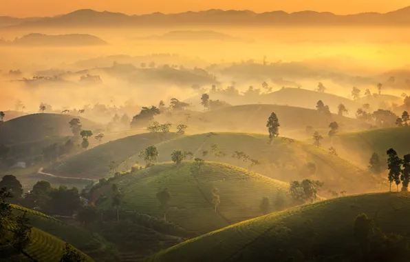 Деревья, туман, долина, trees, fog, valley, Tuấn Vũ